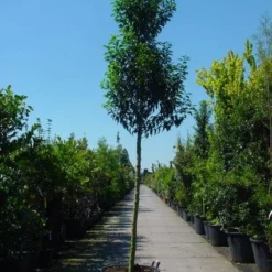 Portugese Laurier Als Boom (Prunus Lusitanica 'Angustifolia') -Exporteren Tuin Zorgzaam Winkel 20101221161730 7 1