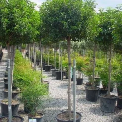 Portugese Laurier Op Stam (Prunus Lusitanica 'Angustifolia') -Exporteren Tuin Zorgzaam Winkel 20101221164022 5