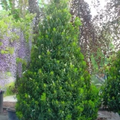 Portugese Laurier, Piramide (Prunus Lusitanica ) 9 Portugese Laurier, Piramide (Prunus Lusitanica ) -Exporteren Tuin Zorgzaam Winkel 20101221164936 8