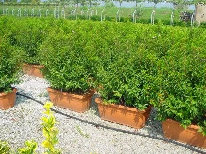 Portugese Laurier Als Meeneemhaag (Prunus Lusitanica) 3 Portugese Laurier Als Meeneemhaag (Prunus Lusitanica)