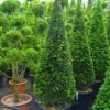 Taxus Als Kegel (Taxus Baccata) -Exporteren Tuin Zorgzaam Winkel 20101229170914 9 1