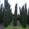 Zuiltaxus (Taxus Baccata 'Fastigiata Robusta') -Exporteren Tuin Zorgzaam Winkel 20101230125518 17