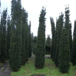 Zuiltaxus (Taxus Baccata 'Fastigiata Robusta')