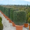 Taxus Als Kubus (Taxus Baccata) -Exporteren Tuin Zorgzaam Winkel 20101230131047 2
