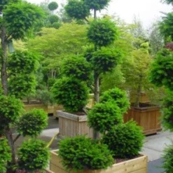 Taxus Als Bonsai (Taxus Baccata) -Exporteren Tuin Zorgzaam Winkel 20101230131810 1