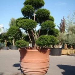 Taxus Als Bonsai (Taxus Baccata) -Exporteren Tuin Zorgzaam Winkel 20101230131827 1 1