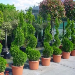 Conifeer Als Spiraal (Thuja Occidentalis 'Smaragd') -Exporteren Tuin Zorgzaam Winkel 20101230133027 3