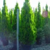 Levensboom (Thuja Orientalis 'Pyramidalis Aurea') -Exporteren Tuin Zorgzaam Winkel 20101230135155 8