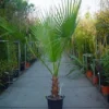 Washingtonia (Washingtonia Robusta) -Exporteren Tuin Zorgzaam Winkel 20110102190228 6