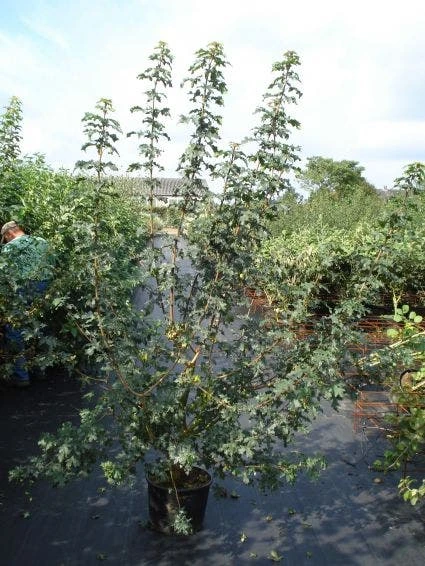 Veldesdoorn Als Haag (Acer Campestre) 4 Veldesdoorn Als Haag (Acer Campestre) - Afbeelding 2