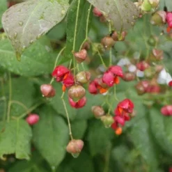 Kardinaalsmuts (Euonymus Planipes) -Exporteren Tuin Zorgzaam Winkel 20110731134608 5