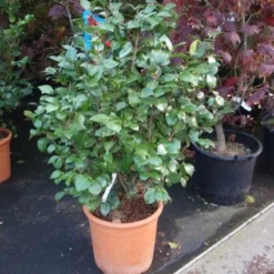 Camelia (Camellia, Wit) -Exporteren Tuin Zorgzaam Winkel 20110919164930 5