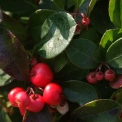 Bergthee / Patrijzenbes (Gaultheria Procumbens) -Exporteren Tuin Zorgzaam Winkel 20111029153507 2