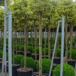 Bontbladige Olijfwilg Als Boom (Elaeagnus Ebbingei 'Gilt Edge')