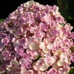Seringhortensia (Hydrangea Macrophylla 'Ayesha') -Exporteren Tuin Zorgzaam Winkel 20120202134624 2