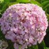 Seringhortensia (Hydrangea Macrophylla 'Ayesha') -Exporteren Tuin Zorgzaam Winkel 20120202134725 2