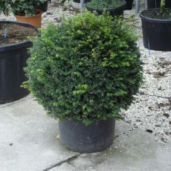 Taxusbol (Taxus Baccata) -Exporteren Tuin Zorgzaam Winkel 20120213101948 16