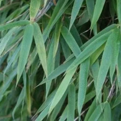 Niet Woekerende Bamboe (Fargesia 'Great Wall') -Exporteren Tuin Zorgzaam Winkel 20120213125547 7