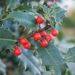 Gewone Hulst (Ilex Aquifolium) -Exporteren Tuin Zorgzaam Winkel 20120213133607 12