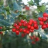 Hulst (Ilex Aquifolium 'Alaska') -Exporteren Tuin Zorgzaam Winkel 20120213141441 11