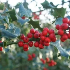 Hulst (Ilex Aquifolium 'Silver Queen') -Exporteren Tuin Zorgzaam Winkel 20120213141506 11 1