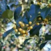 Hulst (Ilex Aquifolium 'Bacciflava') -Exporteren Tuin Zorgzaam Winkel 20120213141636 6