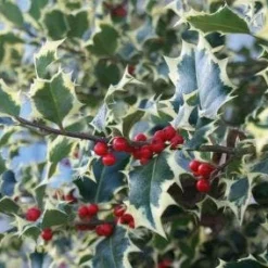 Bonte Hulst In Bolvorm (Ilex Aquifolium 'Argentea Marginata') -Exporteren Tuin Zorgzaam Winkel 20120213145100 5