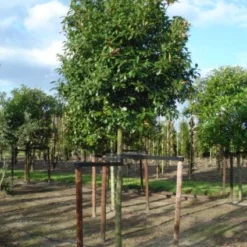 Glansmispel Als Boom (Photinia Fraseri 'Red Robin') -Exporteren Tuin Zorgzaam Winkel 20120214125941 9