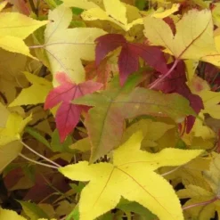 Amberboom Als Leivorm (Liquidambar Styraciflua) -Exporteren Tuin Zorgzaam Winkel 20120214133720 3