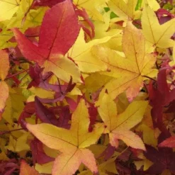 Amberboom Als Leivorm (Liquidambar Styraciflua) -Exporteren Tuin Zorgzaam Winkel 20120214133735 3