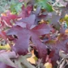 Amberboom Als Leivorm (Liquidambar Styraciflua 'Worplesdon') -Exporteren Tuin Zorgzaam Winkel 20120214135328 2