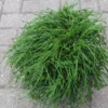 Cypres (Chamaecyparis Pisifera 'Filifera Nana') -Exporteren Tuin Zorgzaam Winkel 20120215164232 2