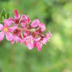 Escallonia (Escallonia 'Red Dream') -Exporteren Tuin Zorgzaam Winkel 20120216094209 3
