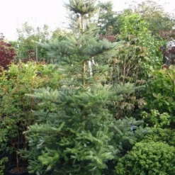 Koreaanse Zilverspar (Abies Koreana) -Exporteren Tuin Zorgzaam Winkel 20120216113308 6