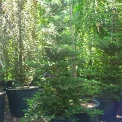 Koreaanse Zilverspar (Abies Koreana) -Exporteren Tuin Zorgzaam Winkel 20120216113327 6