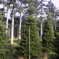 Koreaanse Zilverspar (Abies Koreana) -Exporteren Tuin Zorgzaam Winkel 20120216113423 6 1