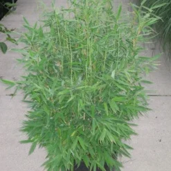 Niet Woekerende Bamboe (Fargesia 'Great Wall') -Exporteren Tuin Zorgzaam Winkel 20120217133948 7