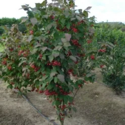 Kardinaalsmuts (Euonymus Planipes)
