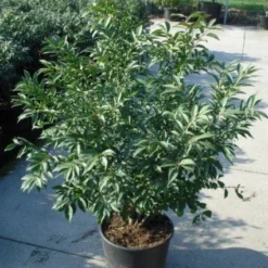 Kardinaalshoed (Euonymus Alatus 'Compactus') -Exporteren Tuin Zorgzaam Winkel 20120217135206 12