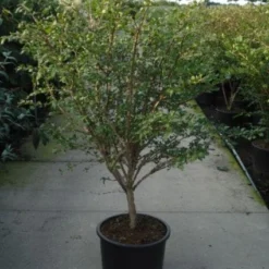 Kardinaalshoed (Euonymus Alatus) -Exporteren Tuin Zorgzaam Winkel 20120217135305 55 11