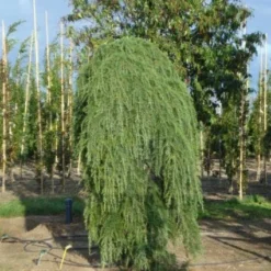 Treurceder (Cedrus Deodara 'Pendula') -Exporteren Tuin Zorgzaam Winkel 20120218104745 13