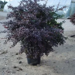 Zuurbes (Berberis Thunbergii 'Atropurpurea') -Exporteren Tuin Zorgzaam Winkel 20120218110341 4
