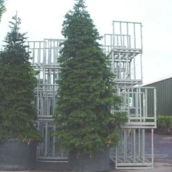 Nordmann-spar (Abies Nordmanniana) -Exporteren Tuin Zorgzaam Winkel 20120219160007 21