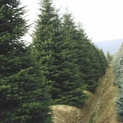 Nordmann-spar (Abies Nordmanniana) -Exporteren Tuin Zorgzaam Winkel 20120219160156 21