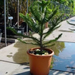 Apeboom (Araucaria Araucana) -Exporteren Tuin Zorgzaam Winkel 20120220101040 17
