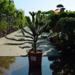 Apeboom (Araucaria Araucana) -Exporteren Tuin Zorgzaam Winkel 20120220101108 17