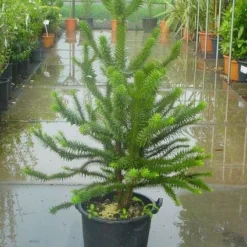 Apeboom (Araucaria Araucana) -Exporteren Tuin Zorgzaam Winkel 20120220101134 17
