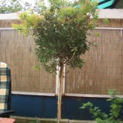 Lampepoetserplant Op Stam (Callistemon Laevis ) -Exporteren Tuin Zorgzaam Winkel 20120220111108 1