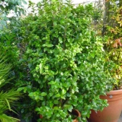 Camelia (Camellia, Wit) -Exporteren Tuin Zorgzaam Winkel 20120220112651 5