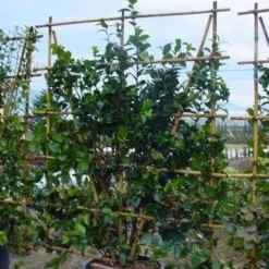 Camelia Als Leivorm (Camellia Japonica) -Exporteren Tuin Zorgzaam Winkel 20120220112828 2